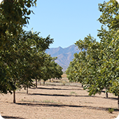 Bar D Land Pecans