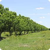 EE Pecans