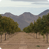 Heritage Pecans